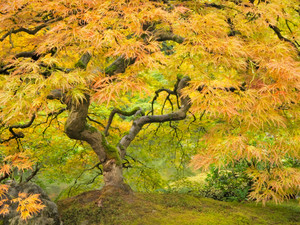 Autumn Gold​