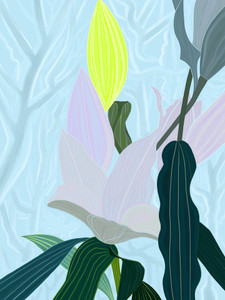Lily​​​​​​​​​​​​​​