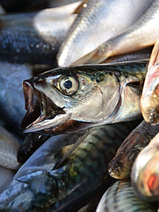 Fall Series - Horse Mackerel