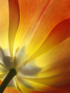 Sunlit Tulip