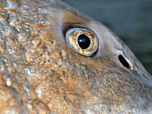 Spring Series - Black Drum