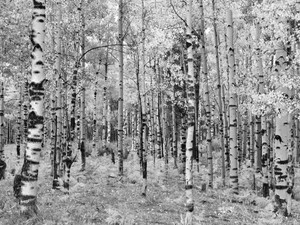 Aspen Dance,  Flagstaff, Arizona
