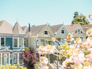 Painted Ladies in Spring