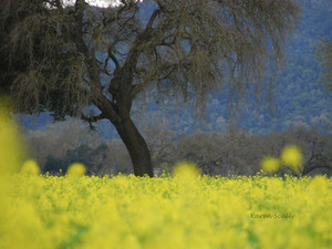 Napa Mustard Meadow