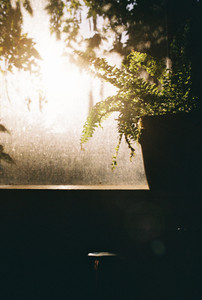 Fern​​​​