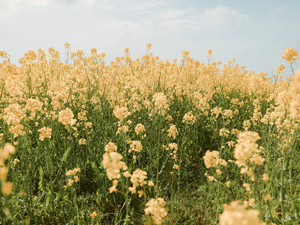 Yellow Fields​