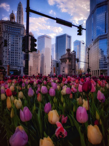 City Flowers