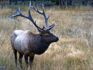 Bull Elk​​