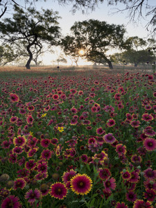Rise and Shine​​​​​
