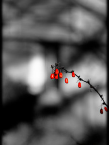 The red berries