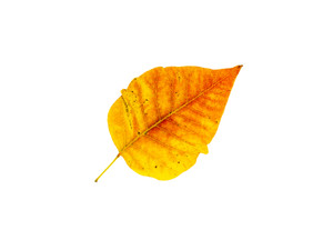 "Autumn III"