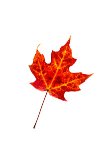 "Autumn VI"