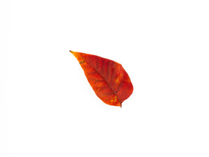 "Autumn VIII"