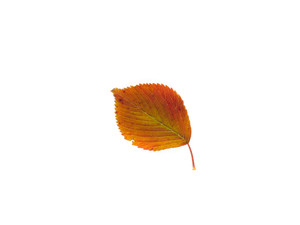 "Autumn IX"