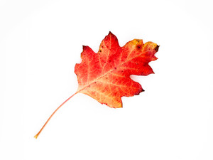 "Autumn XV"