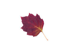 "Autumn XVIII"
