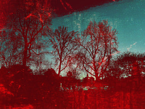 Fall: Forest Through the Trees