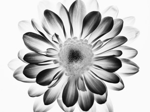 Flower Blossom Illuminated