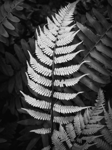 Forest Fern
