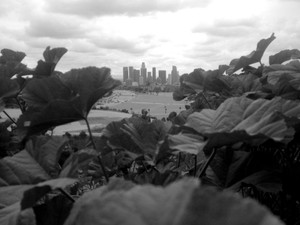 Flowers x DTLA