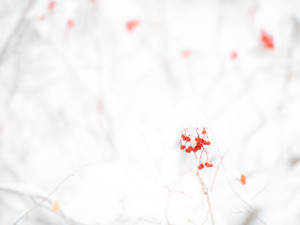 "Berries"