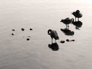 Three Geese