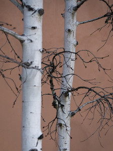 Two Aspens