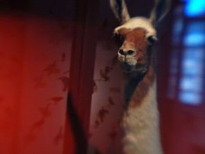 Llama​