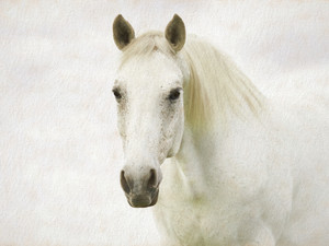 Horse Head #2