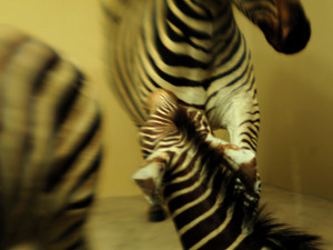 Zebras