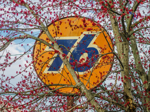 Vintage 76  Gas Station Sign and Cherry Tree Photo Print