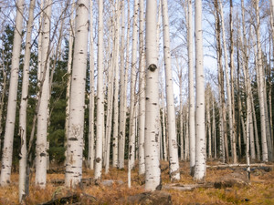 Trees of Reason Aspen Tree Fine Art Nature Photography
