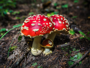 Fly Agaric Mushrooms Fine Art Photo Print