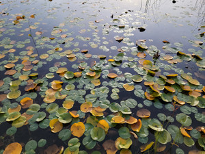A Walk Among the Water Lilies