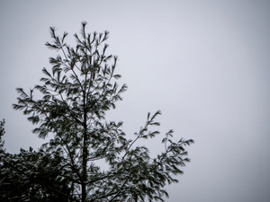 Snow Covered Pine Tree Against Cloudy Sky