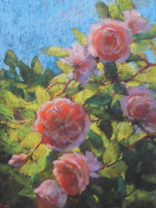 My roses