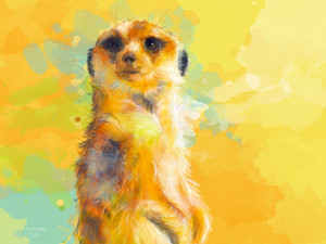Dear Little Meerkat