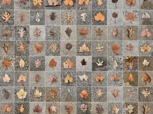 100 Leaves