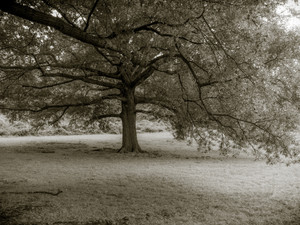 Southern Oak In The Style of Sally Mann