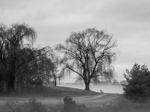 Potomac Mist