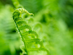 Fern Dance