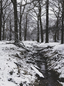 THE RIVER​​​​​​