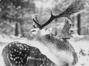 WINTER DEER