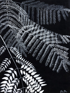Black Fern Tree