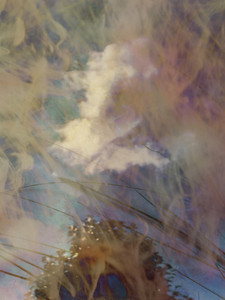 Cloudtree Morning