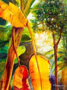Dawn in the tropics. Banana trees with beautiful large golden leaves.