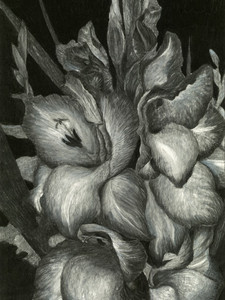 GLADIOLAS III
