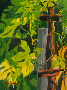 Hungary Vineyard Close Up
