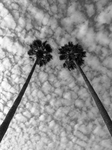 California Twins