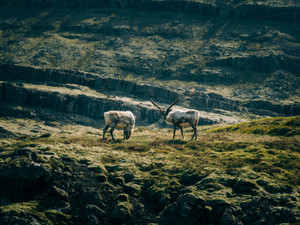 ANTLERS